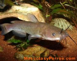 Fotos de peces gatos  