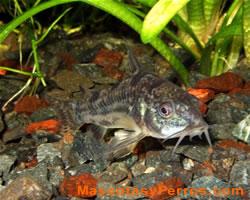 Fotos de peces gatos  