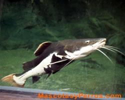 Fotos de peces gatos  