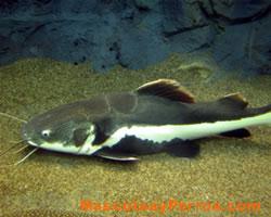 Fotos de peces gatos  