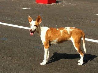 PODENCA IBICENCA ABANDONADA EN ZARAGOZA, MUY URGENTE, RIESGO DE ATROPELLO