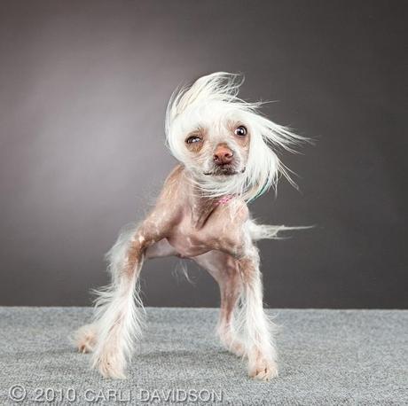 Carli Davidson – Shake