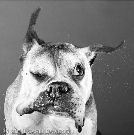 Carli Davidson – Shake