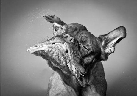 Carli Davidson – Shake