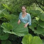 planta petasita, fotos