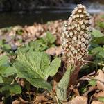 planta petasita, fotos