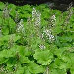 planta petasita, fotos