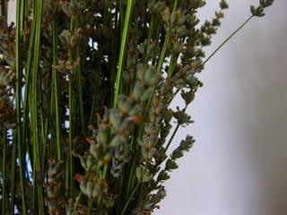 Aprovechar la poda de Lavanda