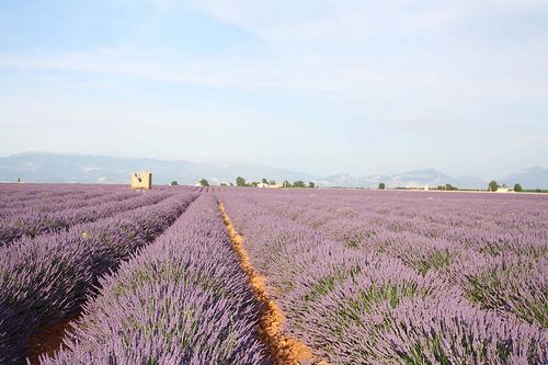 lavandas
