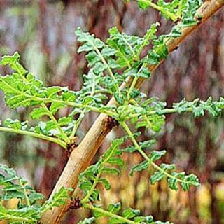 Aceite esencial de Incienso