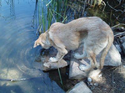 ¡SOS! HUESOS, ABANDONADO MEDIO SIERRA cachorrón 4-5 meses en los huesos. (Córdoba)