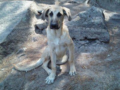 ¡SOS! HUESOS, ABANDONADO MEDIO SIERRA cachorrón 4-5 meses en los huesos. (Córdoba)