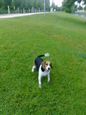 Mika, beagle de 4 años con epilepsia, Madrid.