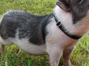 cerdo como mascota