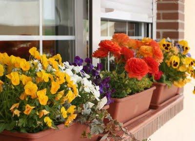 Plantas Cálidas en Balcones