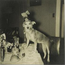 hapydog Hoy Celebramos en Mi Vida Rizada…