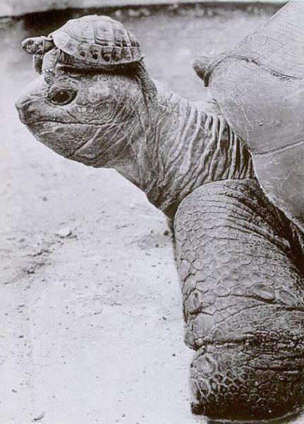 Las tortugas antiguas y maravillosas