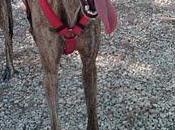 Marisma galga sacada perrera devuelven dias despues acogerla. (valencia).