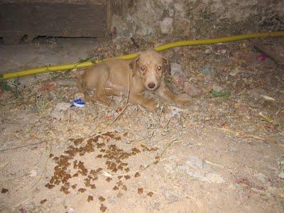 URGENTE!! Dos cachorritos tirados en la carretera, ya ha muerto el tercero.