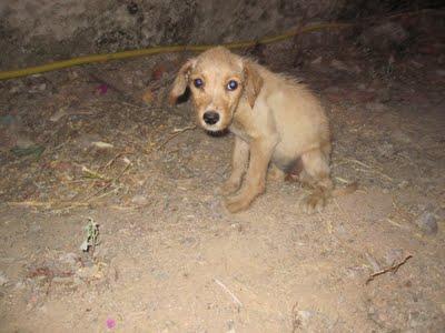 URGENTE!! Dos cachorritos tirados en la carretera, ya ha muerto el tercero.