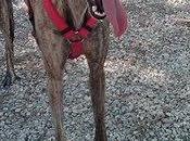 Marisma quieren casa acogida. Urgente