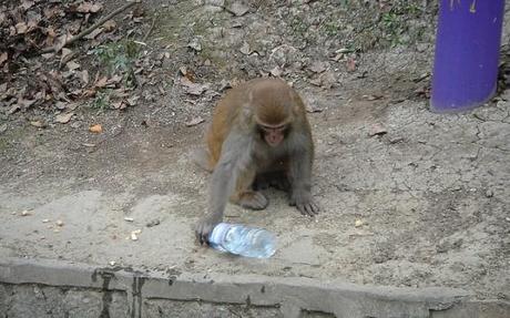 Mono con botella