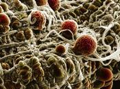 ¿Cómo comportan parásitos malaria durante infección?