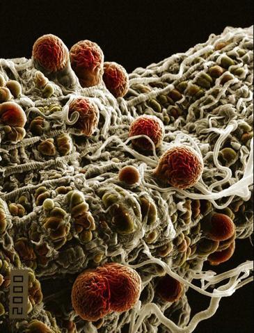 ¿Cómo se comportan los parásitos de la malaria durante una infección?