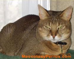  Fotos de gatos Chausie