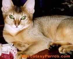  Fotos de gatos Chausie
