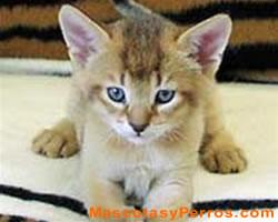  Fotos de gatos Chausie