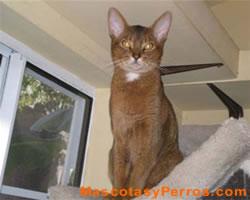  Fotos de gatos Chausie