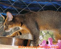  Fotos de gatos Chausie