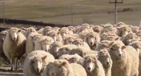 La búsqueda de ser diferente