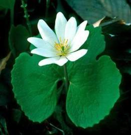 Sanguinaria excelente astringente,depurativo y purgante