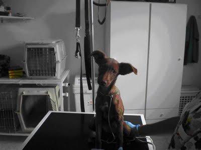 ONA, CACHORRA X DE PODENCO A LA QUE EN 9 DIAS ASESINAN EN LA PERRERA-CORDOBA