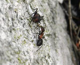 Hormigas rojas