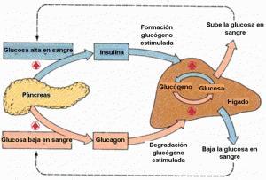 metabolinsulina La insulina y sus efectos metabólicos