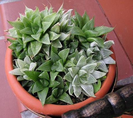 Haworthia retusa cv Grey Ghost