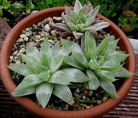 Haworthia retusa cv Grey Ghost