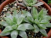 Haworthia retusa Grey Ghost