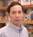 Descubren un método para dirigirse específicamente a las células progenitoras que inician la LMC, en vez de a la masa de células cancerosas. Uno de los fármacos ya desarrollados que se dirigen al funcionamiento de gen Alox5 parece que prolongan la vida...