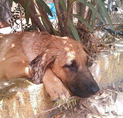 MARÍA, cachorrita cruce de pastor alemán abandonada y golpeada.