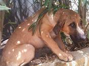 MARÍA, cachorrita cruce pastor alemán abandonada golpeada.