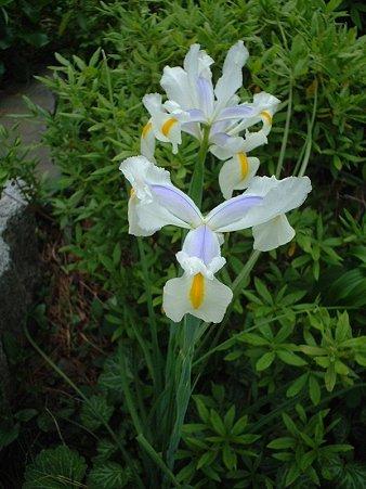 オランダアヤメ（Iris hollandica Hort.）