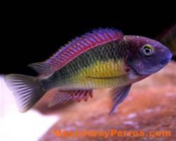 Tropheus moorii peces