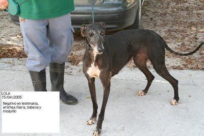 Yasmin y Lola: tiradas en la perrera. Si nadie se hace cargo de ellas morirán en breve.