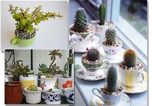 TAZAS PARA NUESTRAS PLANTAS