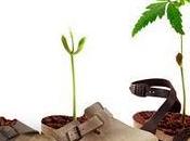 Birkenstock muestra lado verde iniciar campaña Reforesta Cerro Cubilete