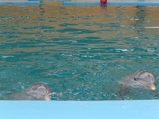 Un sueño cumplido...de regreso